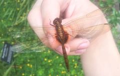 Tauriphila australis