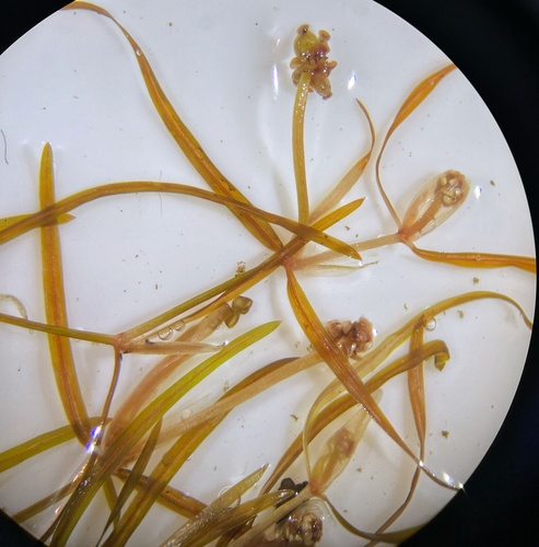 Potamogeton berchtoldii iNat (2)