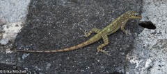 Anolis roquet salinei