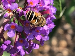 Eristalis arbustorum