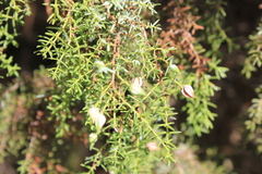 Juniperus navicularis