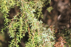 Juniperus navicularis