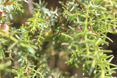 Juniperus navicularis