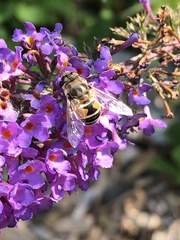 Eristalis arbustorum