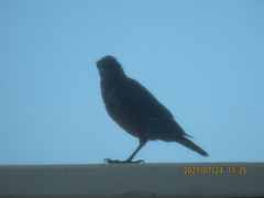 Monticola solitarius