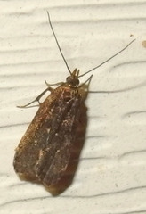 Dichomeris juncidella