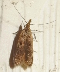 Dichomeris juncidella