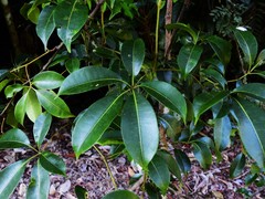 Cissus penninervis