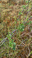 Betula nana