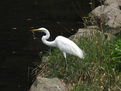 Ardea alba