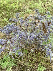Eryngium caeruleum