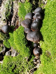 Mycena subgalericulata