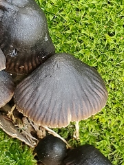 Mycena subgalericulata