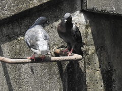 Columba livia domestica