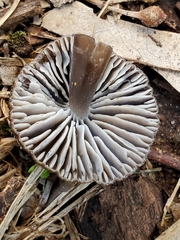 Mycena subgalericulata