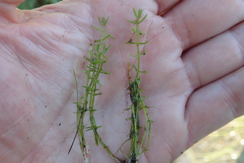 Image of Crassula aquatica by (c) Rob Foster, some rights reserved (CC BY)