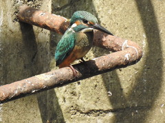 Alcedo atthis