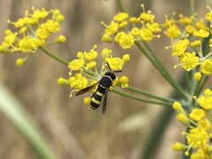 Leucospidae