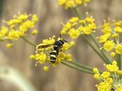 Leucospidae