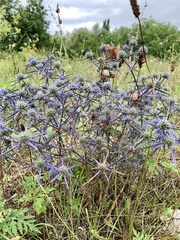 Eryngium caeruleum