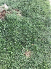 Bouteloua dactyloides