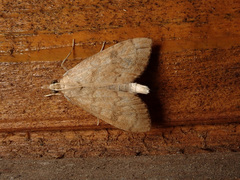 Udea fulvalis