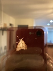 Evergestis pallidata