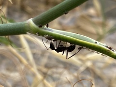 Camponotus cruentatus