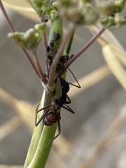 Camponotus cruentatus