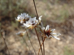 Armeria