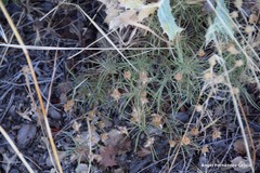 Plantago sempervirens