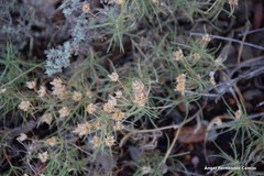 Plantago sempervirens