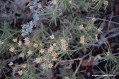 Plantago sempervirens