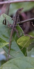 Anolis roquet salinei