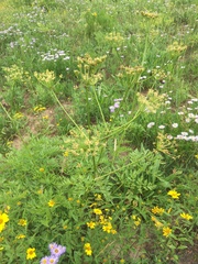 Ligusticum porteri