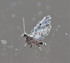 Sufetula hemiophthalma