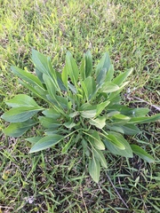 Rudbeckia texana