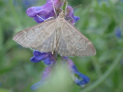 Anania fuscalis