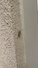 Oecanthus pini