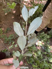 Salix bebbiana