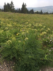 Ligusticum porteri