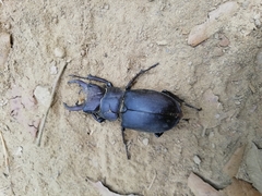 Lucanus tetraodon