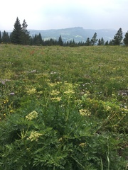 Ligusticum porteri