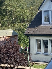 Passer domesticus domesticus