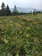Ligusticum porteri