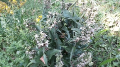 Epipactis helleborine