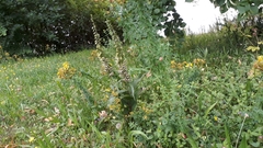 Epipactis helleborine