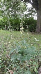 Epipactis helleborine