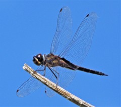 Tramea cophysa