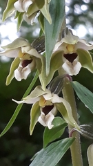 Epipactis helleborine